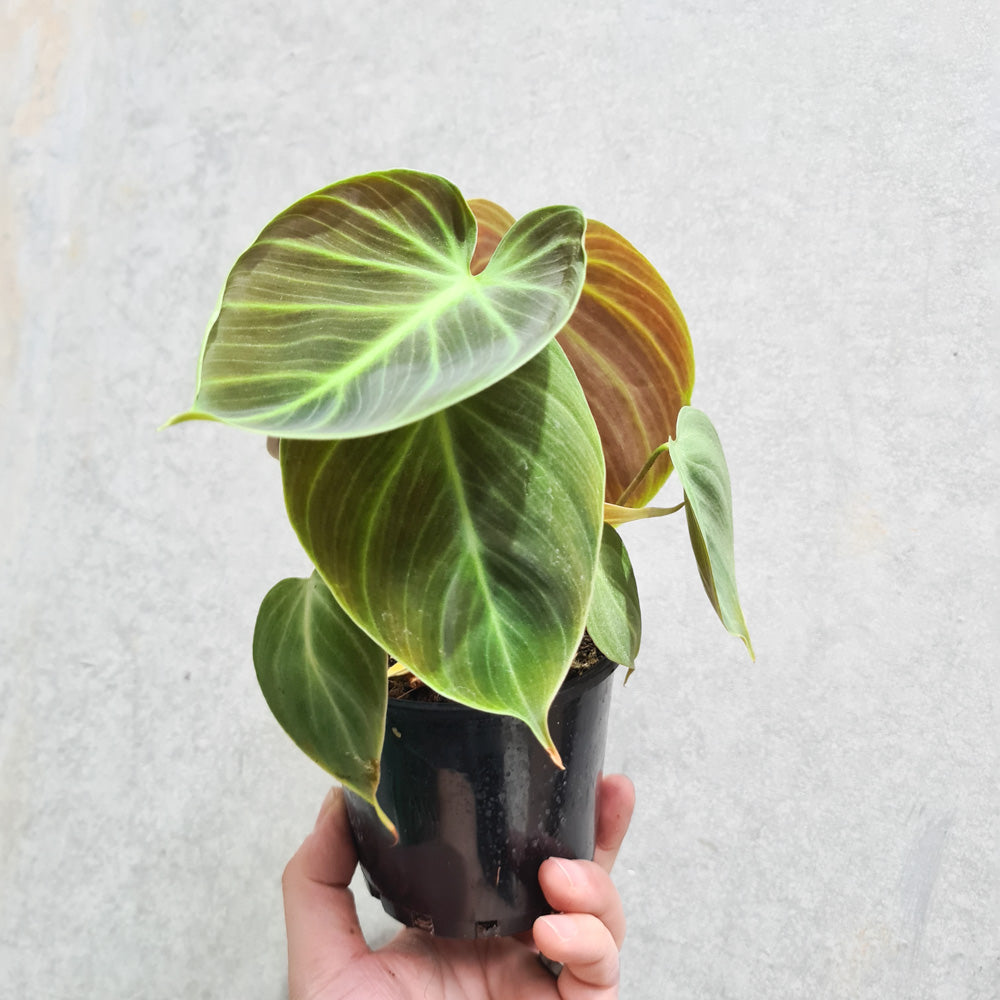 Philodendron rubrijuvenile 'El Choco Red' - 100mm