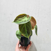 Load image into Gallery viewer, Philodendron rubrijuvenile &#39;El Choco Red&#39; - 100mm
