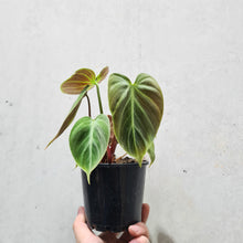 Load image into Gallery viewer, Philodendron rubrijuvenile &#39;El Choco Red&#39; - 100mm
