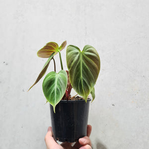 Philodendron rubrijuvenile 'El Choco Red' - 100mm