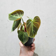 Load image into Gallery viewer, Philodendron rubrijuvenile &#39;El Choco Red&#39; - 100mm
