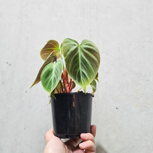 Philodendron rubrijuvenile 'El Choco Red' - 100mm