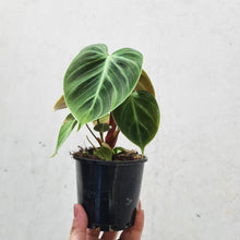 Load image into Gallery viewer, Philodendron rubrijuvenile &#39;El Choco Red&#39; - 100mm
