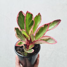 Load image into Gallery viewer, Peperomia clusiifolia Jelly Variegated Pink Edge - 105mm
