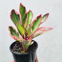 Load image into Gallery viewer, Peperomia clusiifolia Jelly Variegated Pink Edge - 105mm
