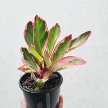 Load image into Gallery viewer, Peperomia clusiifolia Jelly Variegated Pink Edge - 105mm
