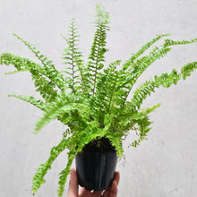 Load image into Gallery viewer, Nephrolepis exaltata / Fluffy Ruffles Fern - 105mm
