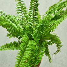 Load image into Gallery viewer, Nephrolepis exaltata / Fluffy Ruffles Fern - 105mm
