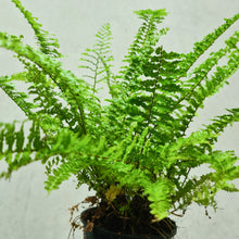 Load image into Gallery viewer, Nephrolepis exaltata / Fluffy Ruffles Fern - 105mm
