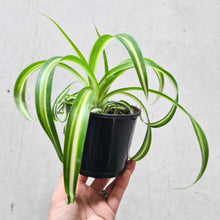 Load image into Gallery viewer, Chlorophytum comosum / Curly Ribbon Spider Plant - 105mm
