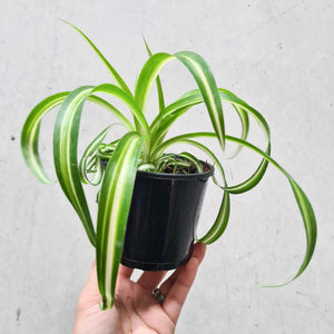 Chlorophytum comosum / Curly Ribbon Spider Plant - 105mm