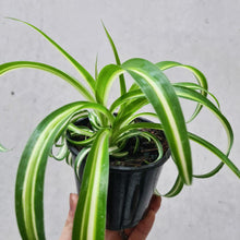 Load image into Gallery viewer, Chlorophytum comosum / Curly Ribbon Spider Plant - 105mm
