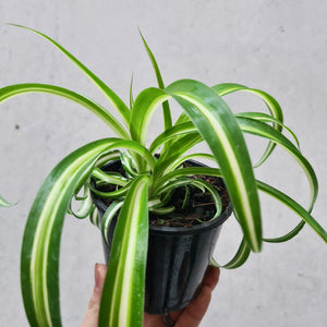 Chlorophytum comosum / Curly Ribbon Spider Plant - 105mm