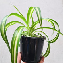 Load image into Gallery viewer, Chlorophytum comosum / Curly Ribbon Spider Plant - 105mm
