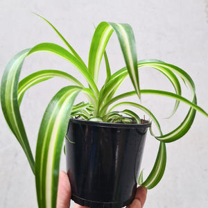 Chlorophytum comosum / Curly Ribbon Spider Plant - 105mm