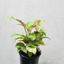 Load image into Gallery viewer, Calathea Thai Beauty - 100mm
