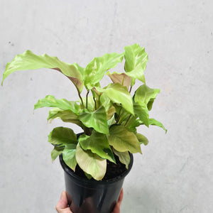 Calathea Thai Beauty - 100mm