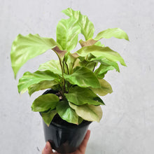 Load image into Gallery viewer, Calathea Thai Beauty - 100mm
