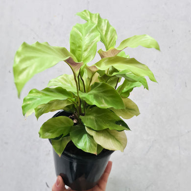 Calathea Thai Beauty - 100mm