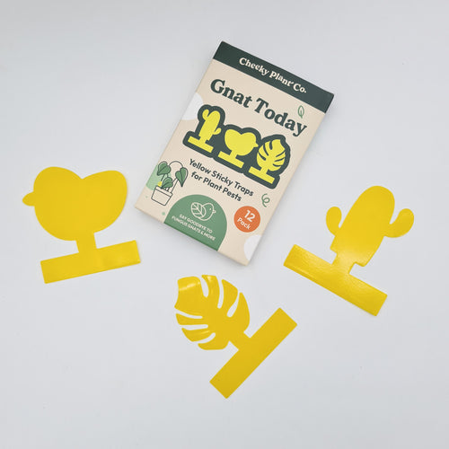 Gnat Today - Fungus Gnat Traps (Pack of 12) - Cheeky Plant Co.