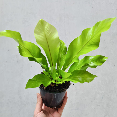 Asplenium Nidus Avis Bird's Nest Fern - 100mm