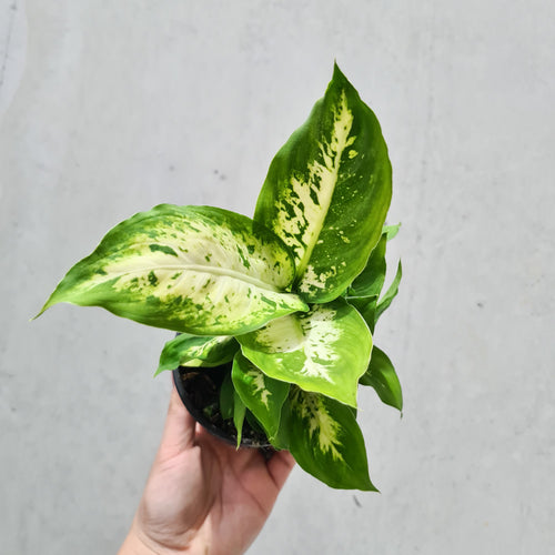 Dieffenbachia Amy - 100mm