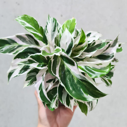 Calathea White Fusion - 130mm