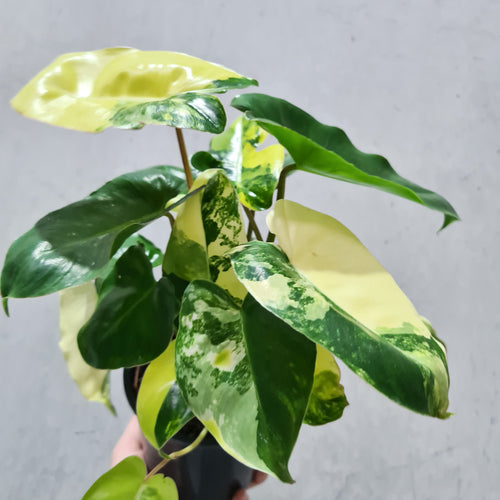 Philodendron Burle Marx Albo - 130mm