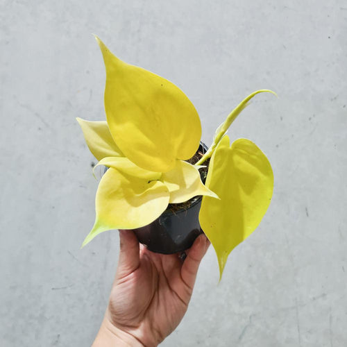 Philodendron Cordatum Lime Gold 'Neon' - 105mm