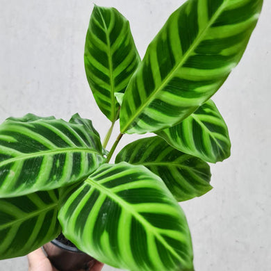 Calathea Zebrina - 130mm