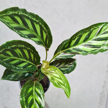 Load image into Gallery viewer, Calathea Flamestar - 130mm
