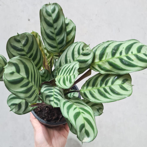 Ctenanthe burle marxii Fishbone Prayer Plant - 130mm