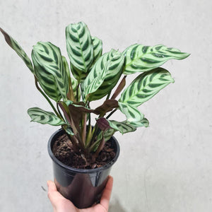 Ctenanthe burle marxii Fishbone Prayer Plant - 130mm