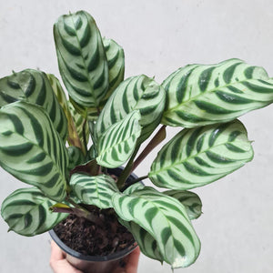 Ctenanthe burle marxii Fishbone Prayer Plant - 130mm