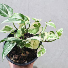 Load image into Gallery viewer, Epipremnum aureum Snow Queen / Devil&#39;s Ivy / Pothos - 130mm
