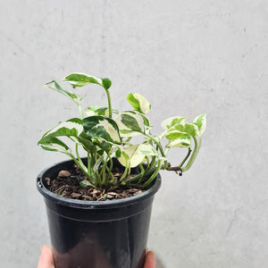 Epipremnum aureum Snow Queen / Devil's Ivy / Pothos - 130mm