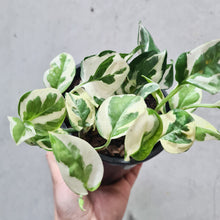 Load image into Gallery viewer, Epipremnum aureum Snow Queen / Devil&#39;s Ivy / Pothos - 130mm
