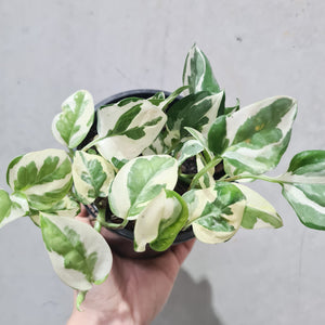 Epipremnum aureum Snow Queen / Devil's Ivy / Pothos - 130mm