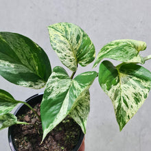 Load image into Gallery viewer, Epipremnum aureum Marble Queen / Devil&#39;s Ivy / Pothos - 120mm
