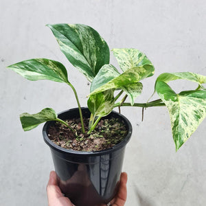 Epipremnum aureum Marble Queen / Devil's Ivy / Pothos - 120mm