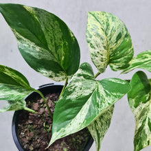 Load image into Gallery viewer, Epipremnum aureum Marble Queen / Devil&#39;s Ivy / Pothos - 120mm
