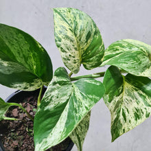 Load image into Gallery viewer, Epipremnum aureum Marble Queen / Devil&#39;s Ivy / Pothos - 120mm
