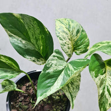 Load image into Gallery viewer, Epipremnum aureum Marble Queen / Devil&#39;s Ivy / Pothos - 120mm
