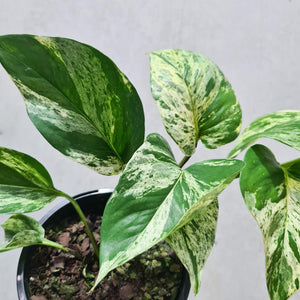 Epipremnum aureum Marble Queen / Devil's Ivy / Pothos - 120mm