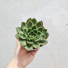 Load image into Gallery viewer, Echeveria Mira - 105mm
