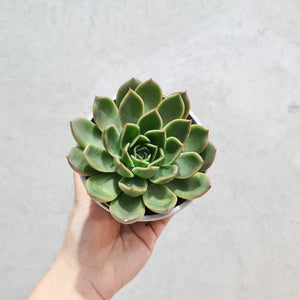 Echeveria Mira - 105mm