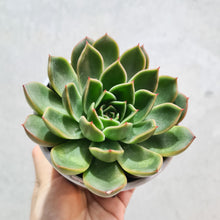 Load image into Gallery viewer, Echeveria Mira - 105mm
