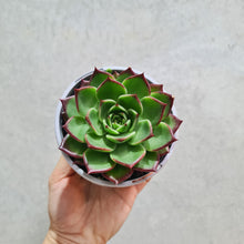 Load image into Gallery viewer, Echeveria agavoides Sara Bonnie - 105mm
