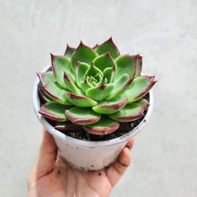 Load image into Gallery viewer, Echeveria agavoides Sara Bonnie - 105mm
