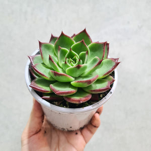 Echeveria agavoides Sara Bonnie - 105mm